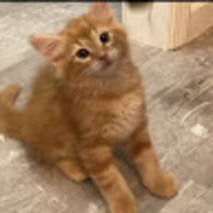 Meet your Posher, Cooper